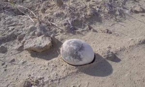 阿根廷发现7000万年前完整恐龙蛋,形似一枚煮熟的鸡